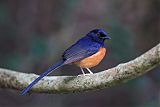 White-rumped Shama